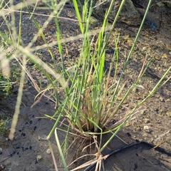 Diplachne fusca