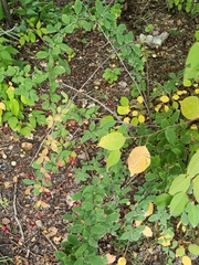 Berberis vulgaris