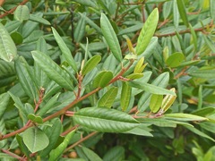 Frangula californica californica