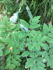 Actaea cimicifuga