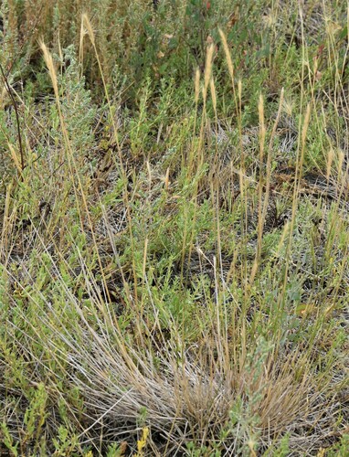 X Elyhordeum