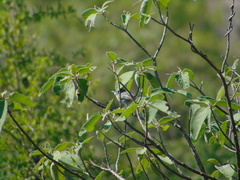 Polioptila melanura