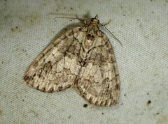 Hydriomena
