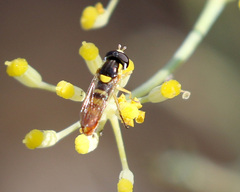 Sphaerophoria sulphuripes