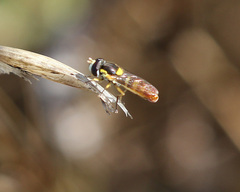 Sphaerophoria sulphuripes