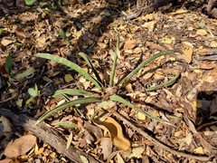 Sansevieria aethiopica