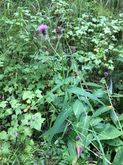 Cirsium helenioides
