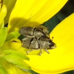 Odontocorynus salebrosus