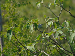 Polioptila melanura