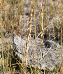 Elymus smithii