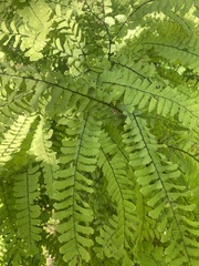 Adiantum aleuticum