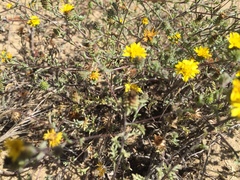 Lessingia germanorum