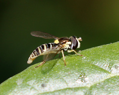Sphaerophoria sulphuripes