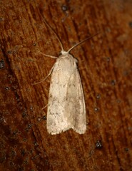 Epipsilia grisescens