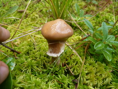 Suillus salmonicolor
