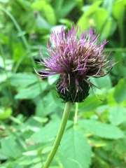 Cirsium helenioides