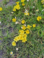 Moraea fugacissima