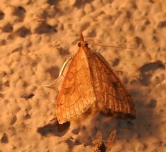 Udea profundalis