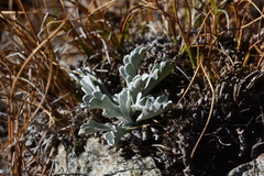 Jacobaea carniolica