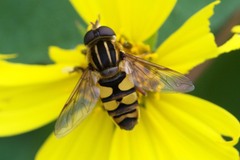 Helophilus fasciatus