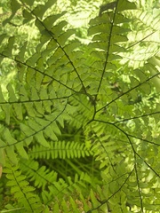Adiantum aleuticum