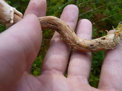 Suillus salmonicolor