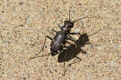 Cicindela longilabris