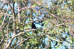 Tachyphonus coronatus