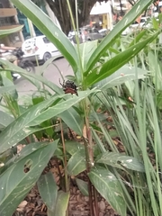 Gasteracantha cancriformis