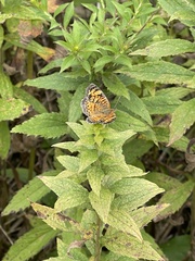 Phyciodes
