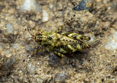 Tetrigidae