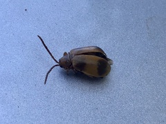 Monocesta coryli