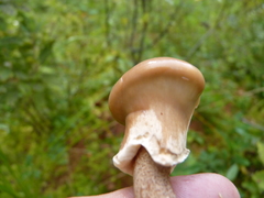 Suillus salmonicolor