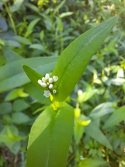 Persicaria sagittata