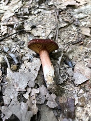 Phylloporus leucomycelinus