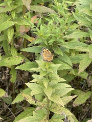 Phyciodes
