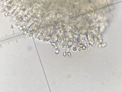 Pluteus aurantiorugosus