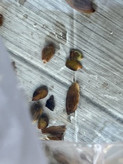 Acer rubrum drummondii