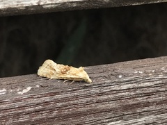 Cochylimorpha straminea