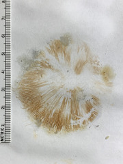 Pluteus aurantiorugosus