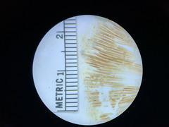 Pluteus aurantiorugosus