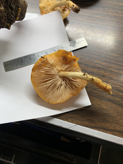 Pluteus aurantiorugosus