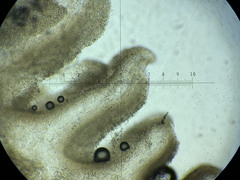 Pluteus aurantiorugosus