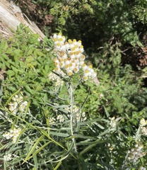 Anaphalis margaritacea