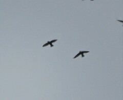 Apus affinis