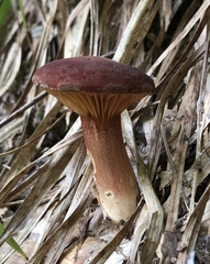 Phylloporus leucomycelinus