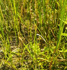 Juncus alpinoarticulatus