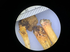 Pluteus aurantiorugosus