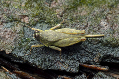 Systolederus cinereus
