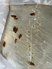 Acer rubrum drummondii